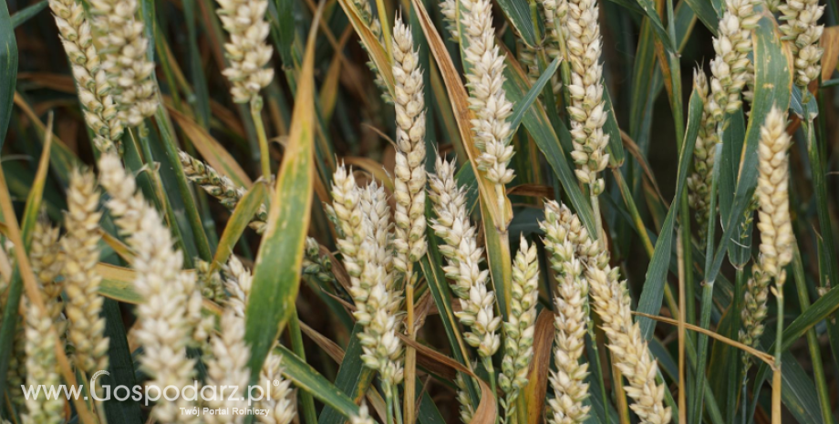USDA zapowiada rekordowe zbiory pszenicy