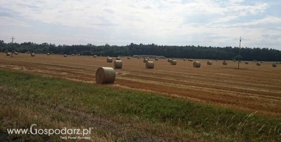 Rekordowe globalne zbiory i zapasy pszenicy w sezonie 2016/17