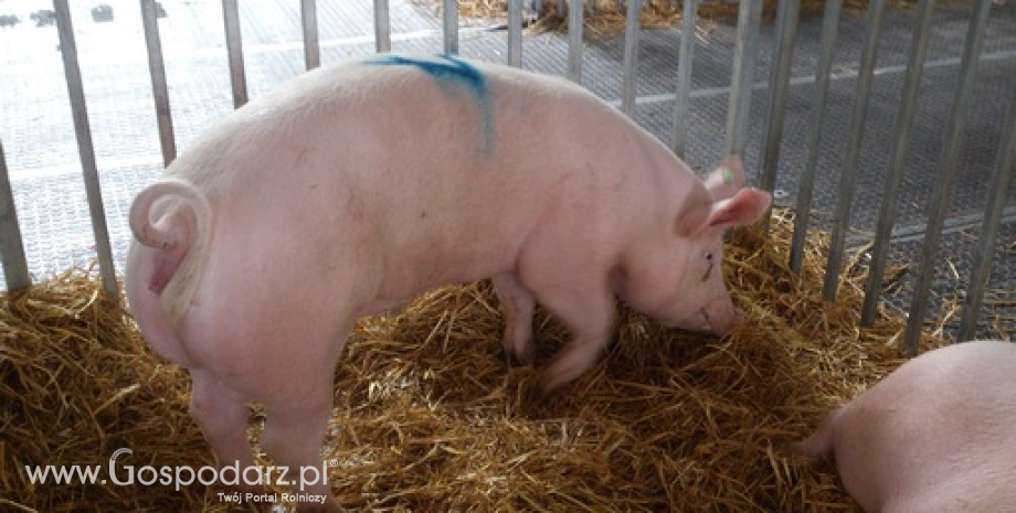 Ceny skupu świń rzeźnych (13.03.2022)