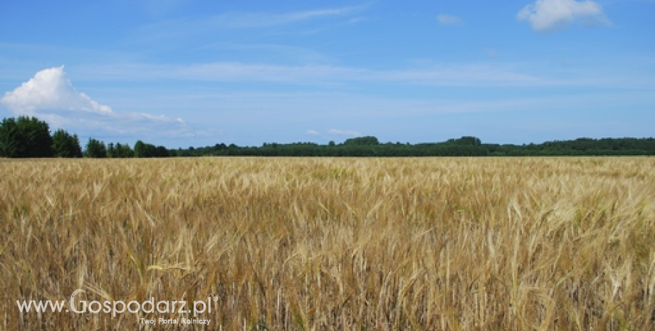 Żyto mieszańcowe. Dlaczego warto rozważyć wybór hybrydy?