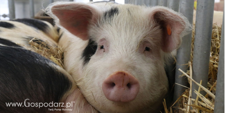 Producenci świń z terenów objętych ASF mogą ubiegać się o nieoprocentowaną pożyczkę na spłatę zobowiązań cywilnoprawnych