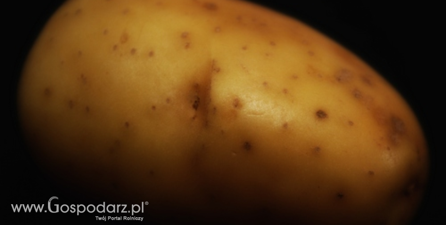 GIORiN w sprawie przesyłek ziemniaków z Polski do państw Unii Europejskiej