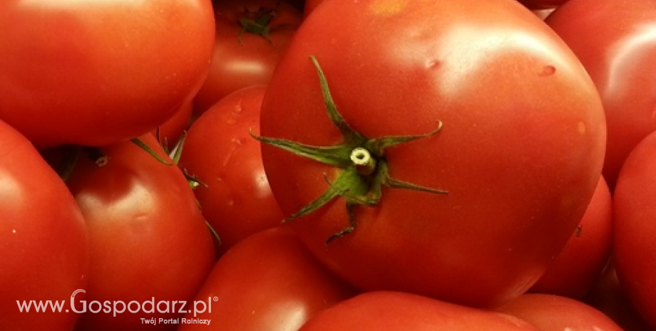 Rynek pomidorów przemysłowych w 2015 r. Zbiory szacuje się na 42,2 mln ton