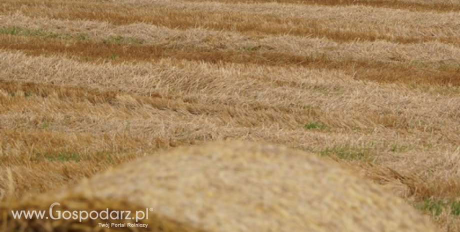Francja tnie prognozy zbiorów kukurydzy i pszenicy