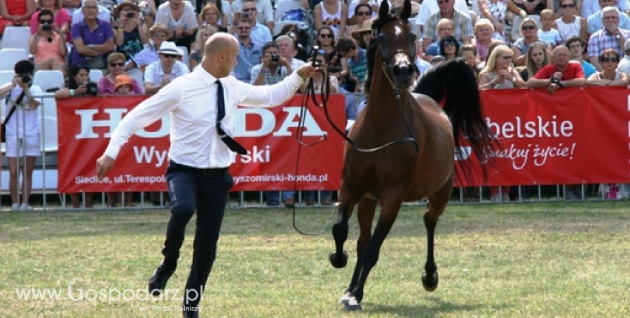 Dni Konia Arabskiego w Janowie Podlaskim