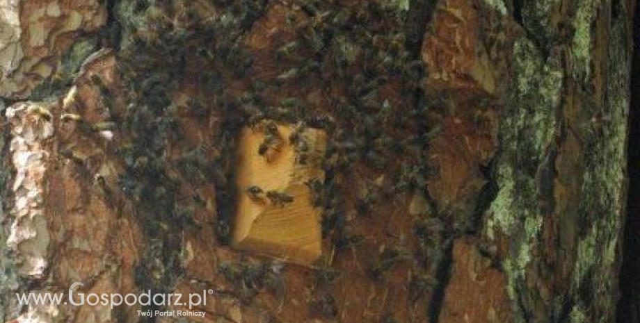 UE będzie kontynuować badania nad śmiertelnością pszczół