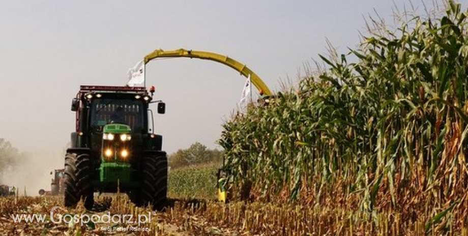 Francja: Zbiory kukurydzy na ukończeniu