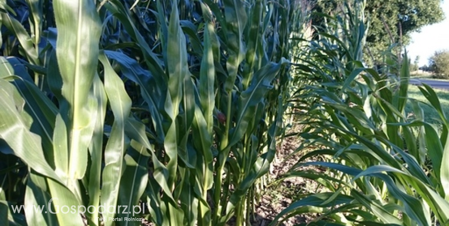 Eksport zbóż z Ukrainy przekroczy 40 mln ton