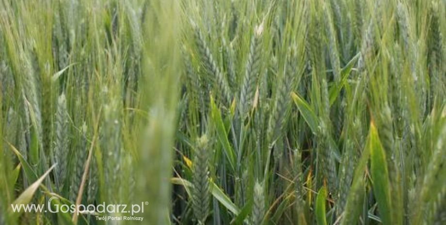 Ceny zbóż w Polsce (15-21.07.2013)