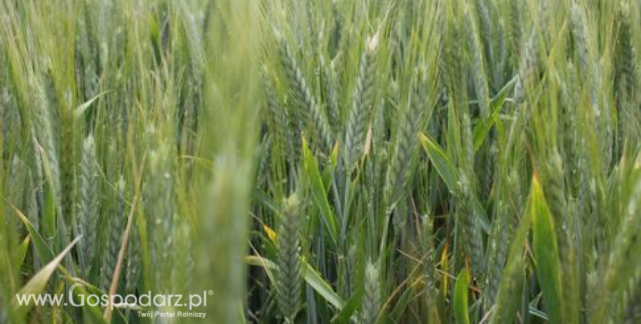 Zboża na CBOT i MATIF kontynuują wzrosty (29.11.2012)