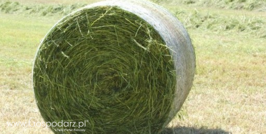 Prace w pasiece i zagrodzie w czerwcu