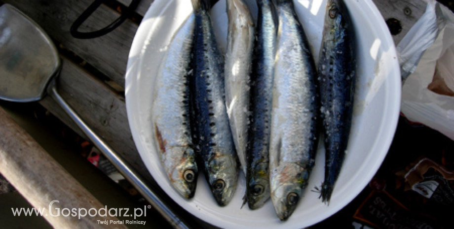 W pierwszych trzech kwartałach br. połowy ryb na Bałtyku wzrosły o 10% do 116 tys. ton
