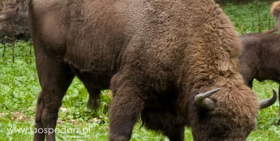 Żubr – gatunek, którym chwalimy się w Europie