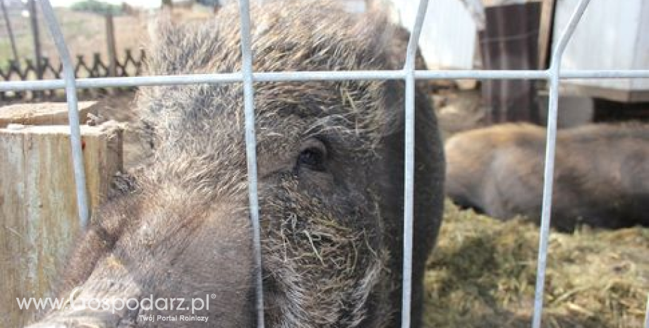 Następne przypadki ASF u dzików w Polsce