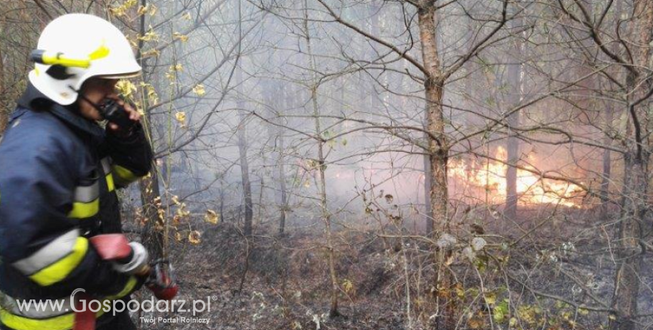 Rośnie zagrożenie pożarowe w polskich lasach