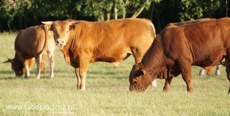 Modernizacja gospodarstw rolnych - rozwój produkcji bydła mięsnego