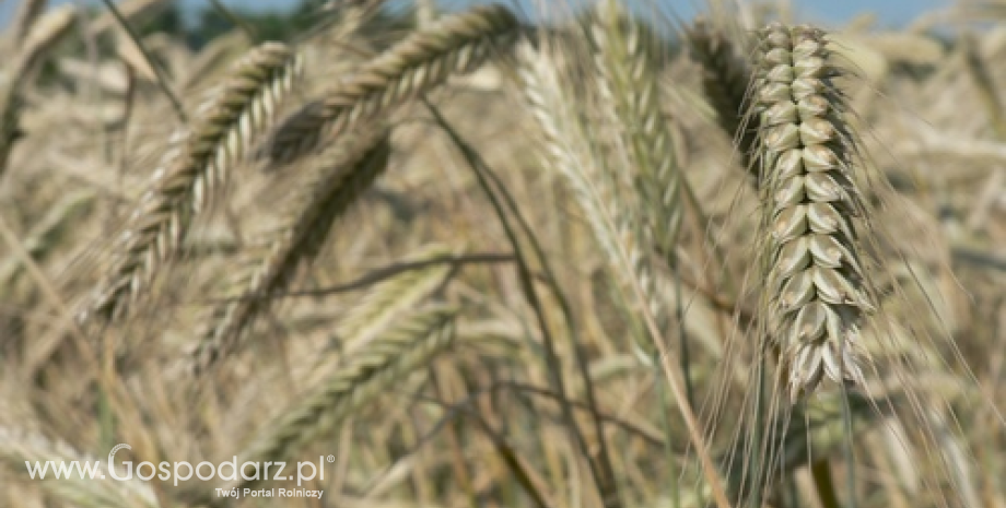 Dobre prognozy dla zbóż w UE. Ceny pszenicy i kukurydzy lekko w dół (15-19.04.2013)