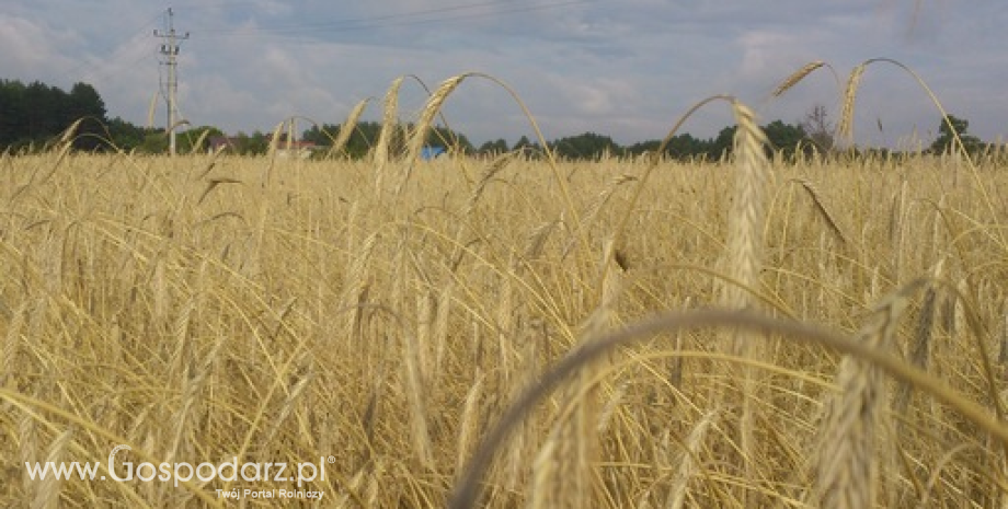 Wysokie prognozy produkcji zbóż w Rosji