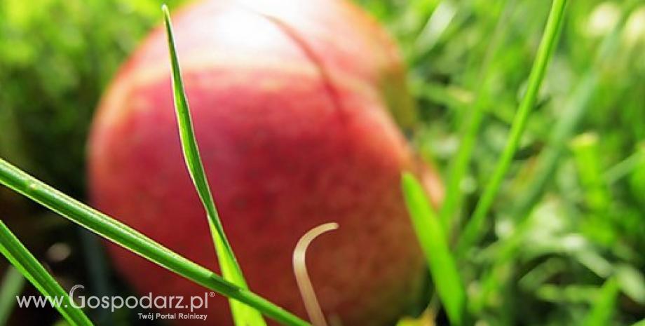 Spadek eksportu polskich jabłek w sezonie 2013/2014