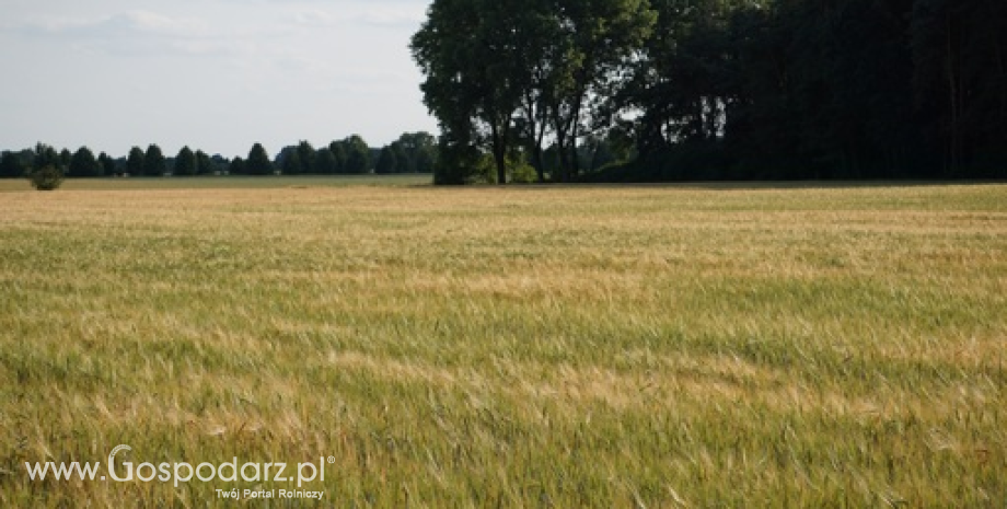 Ceny zbóż na giełdach towarowych (8.04.2018)