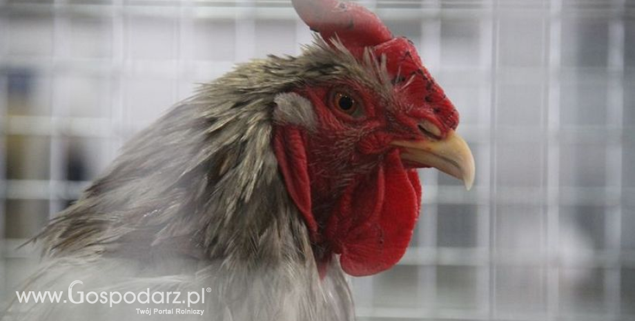 Wysoce zjadliwa grypa ptaków (HPAI) – temat cały czas aktualny