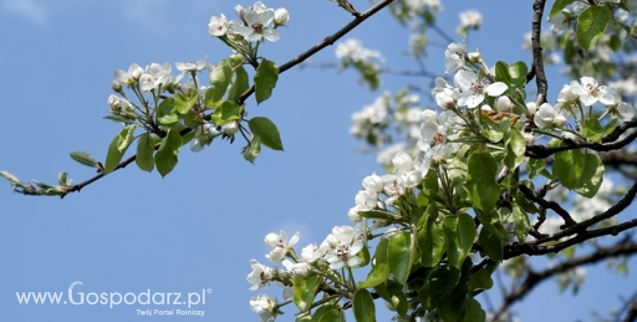 Ocena przezimowania drzew, krzewów owocowych i plantacji jagodowych oraz stan upraw ogrodniczych