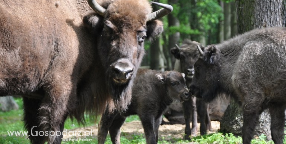 Dla dobra żubrów w Puszczy Boreckiej