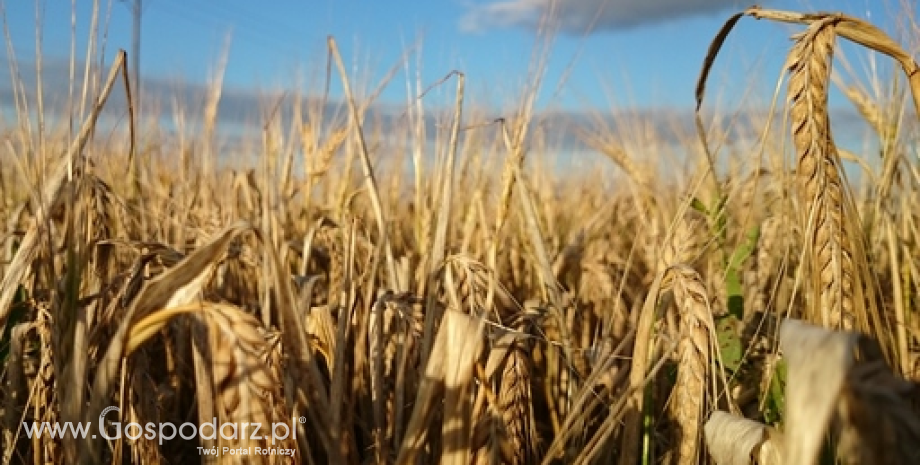 Ceny zbóż w skupie (30.08.2015)