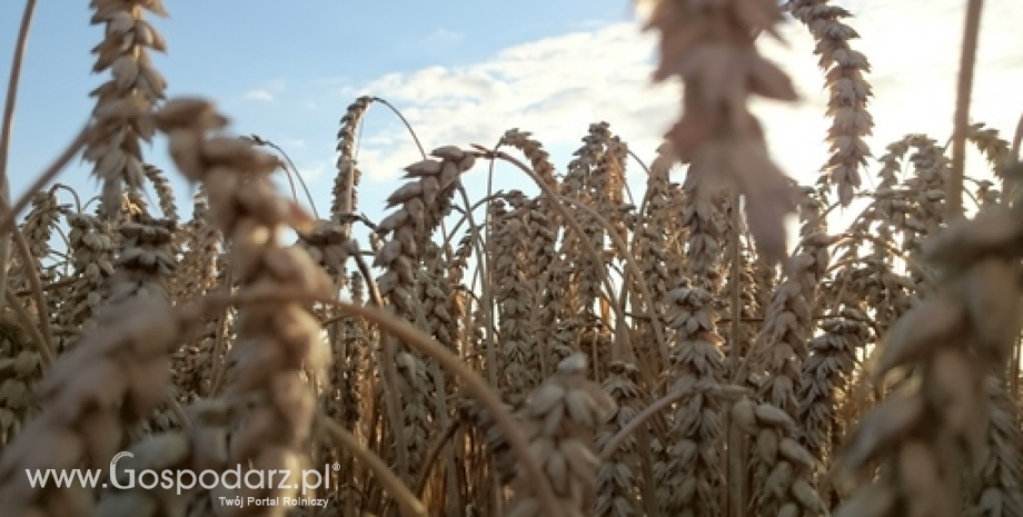 Sytuacja na rynku zbóż