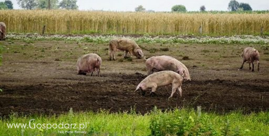 KRIR o złej sytuacji na rynku trzody chlewnej