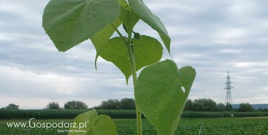 Uwaga na zaślaz pospolity na plantacjach buraka w zachodniej Polsce