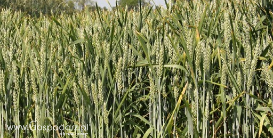 IGC: Dobre prognozy zbiorów zbóż i soi