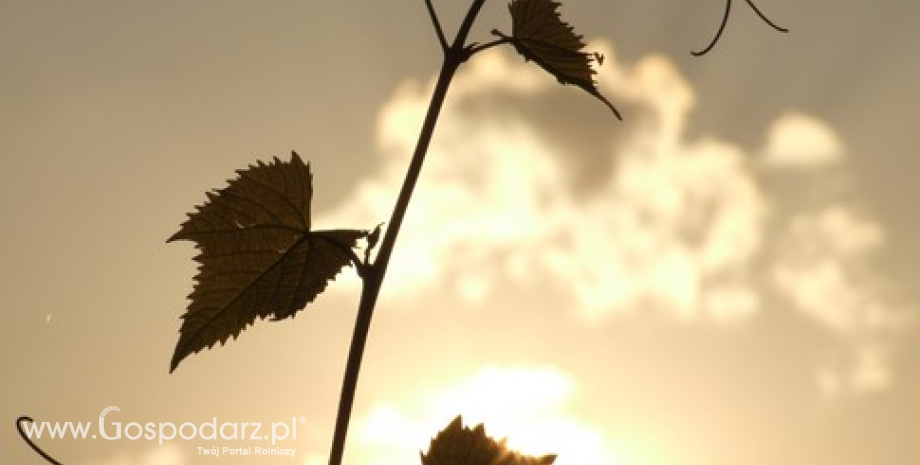 Inwestycje w wino szansą na podwojenie kapitału