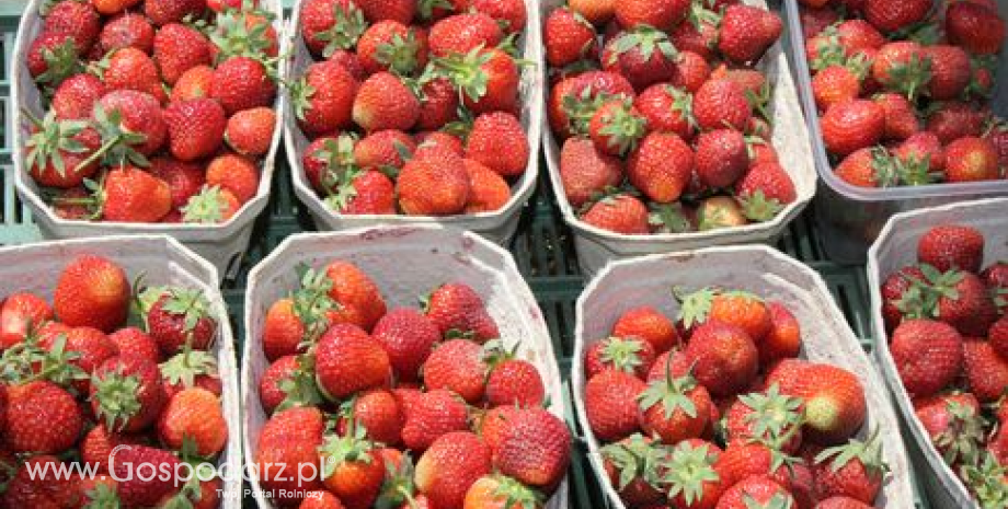 Włochy – Spadek importu owoców i warzyw
