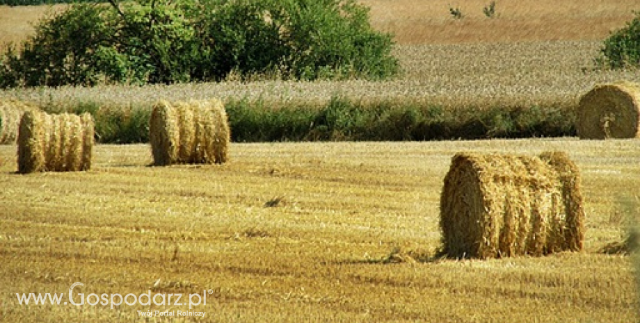 Rynek zbóż w Polsce i na świecie (14-20.07.2014)