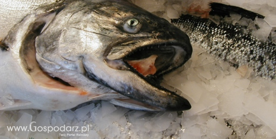 Handel rybami w 2016 r. Wzrósł polski eksport i import ryb