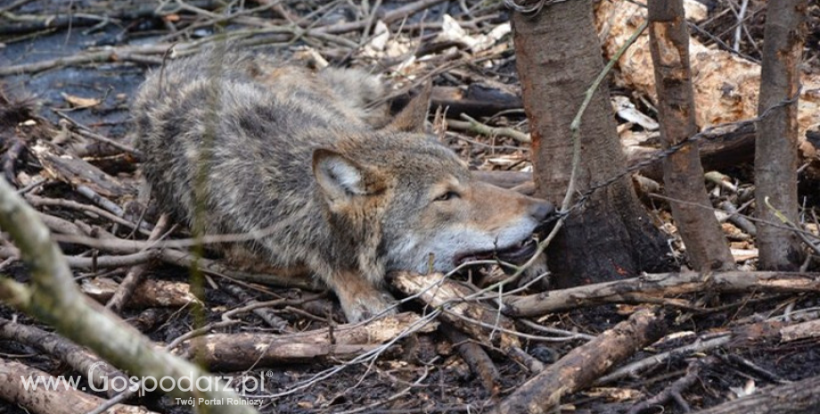Kolejny wilk uratowany od śmierci przez leśników
