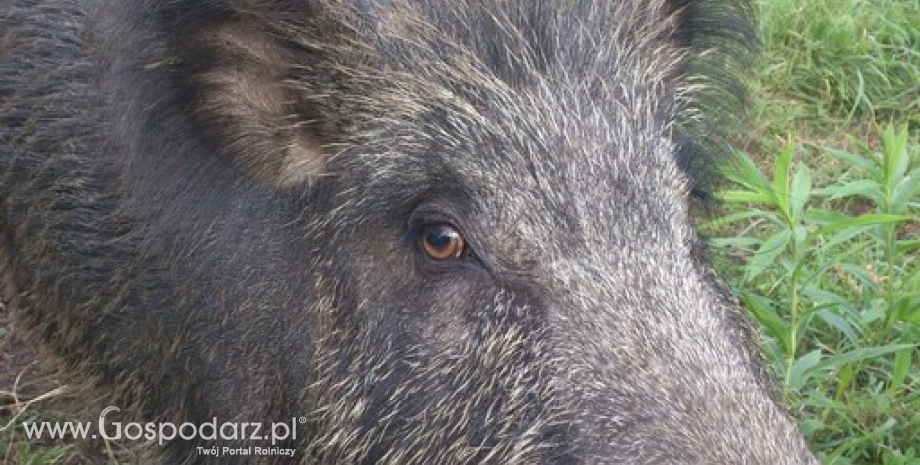 Czterdziesty ósmy i czterdziesty dziewiąty przypadek afrykańskiego pomoru świń u dzików