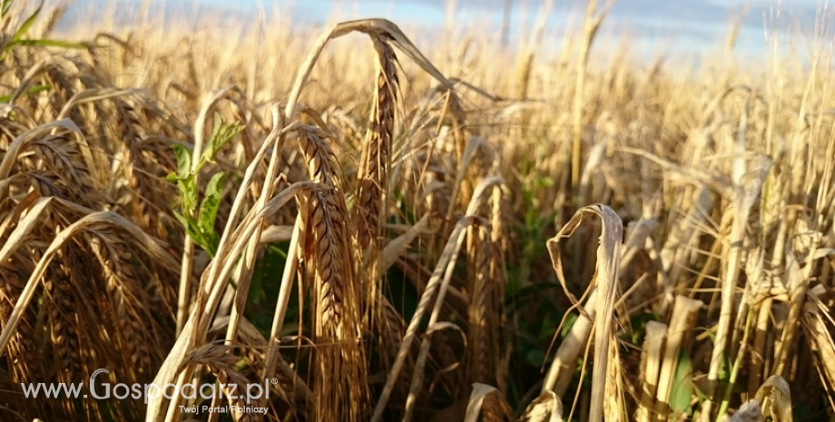 Analitycy FAO obniżyli nieco globalną produkcję zbóż, ale podnieśli zapasy