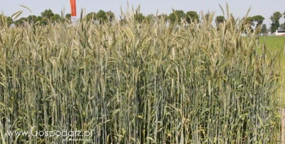 CBoT: Od początku tygodnia pszenica i kukurydza straciły po ok. 3% (11.06.2014)