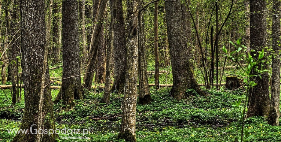 Gospodarowanie na obszarach NATURA 2000