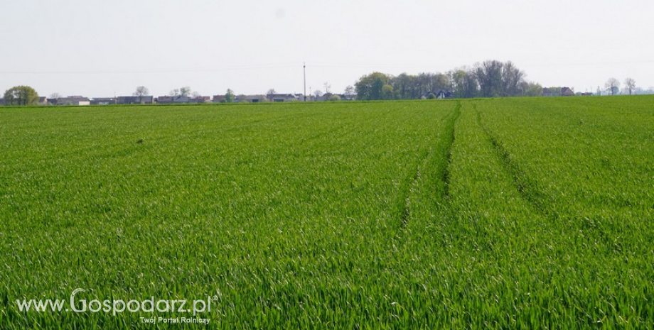 Mączniak prawdziwy zbóż i traw niebezpieczny dla upraw