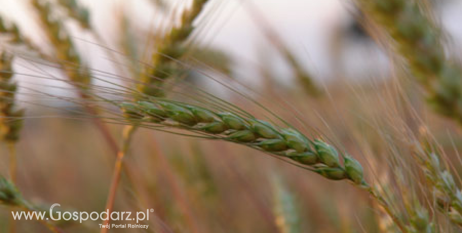 Wzrost znaczenia krajów Basenu Morza Czarnego w światowej produkcji zbożowej