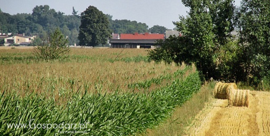 Produkcja zbożowa w sezonie 2015/2016 przekroczy 2,5 mld ton