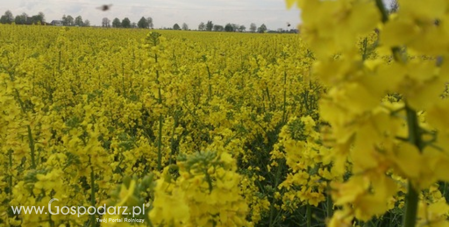 Niższe zbiory oleistych w sezonie 2015/2016