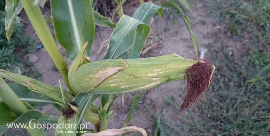 USDA: Światowe zbiory kukurydzy w sezonie 2015/2016 wyniosły 960 mln ton