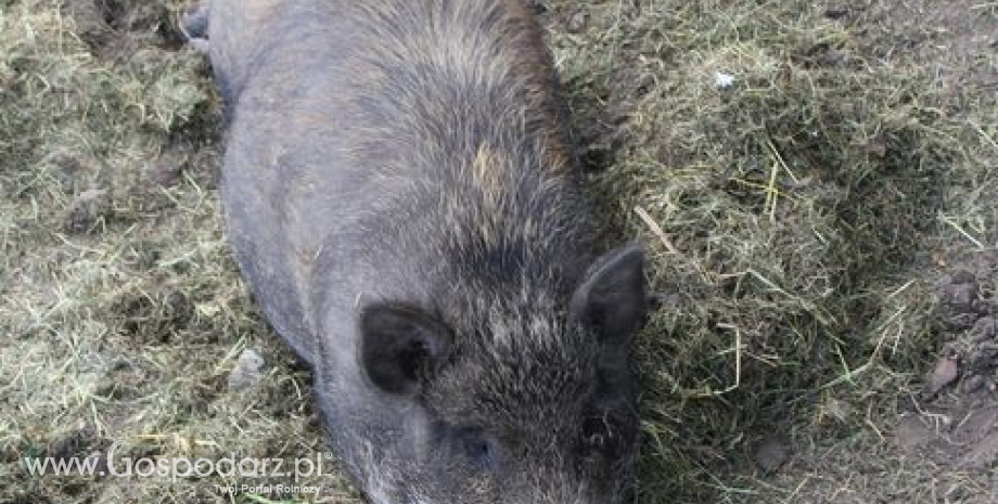 Afrykański pomór świń na Litwie, Rosja wprowadza zakaz importu wieprzowiny