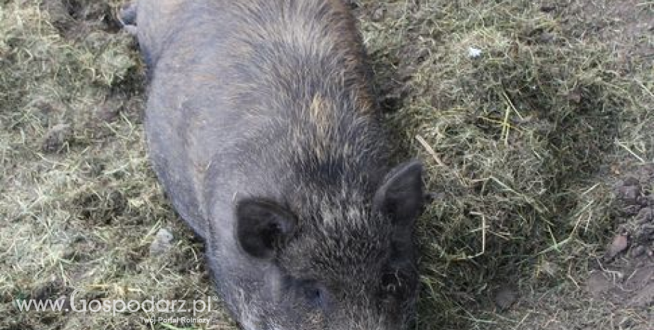 Inspektorat Weterynarii ws. rzekomego rozprzestrzeniania się afrykańskiego pomoru świń (ASF) w Polsce