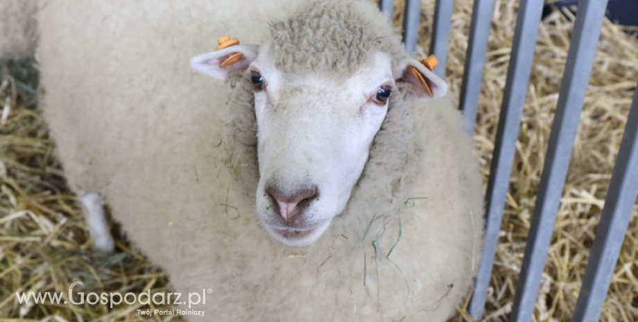 Produkcja wełny owczej niepranej