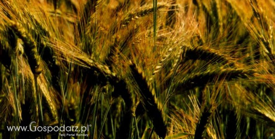 Zbiory zbóż na Ukrainie spadną do 52 mln ton